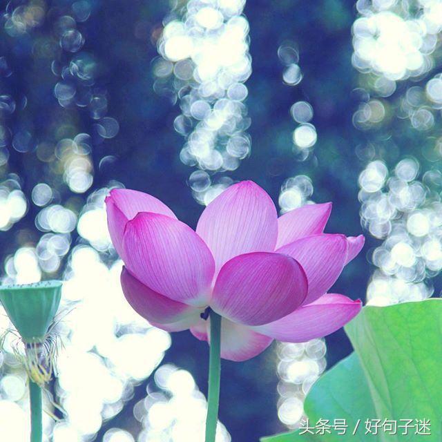 佛家经典语录精选愚人除事不除心，智者除心不除事