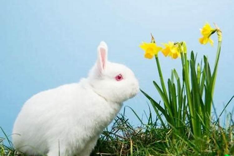 属兔的能在本命年结婚吗兔子的作用有哪些