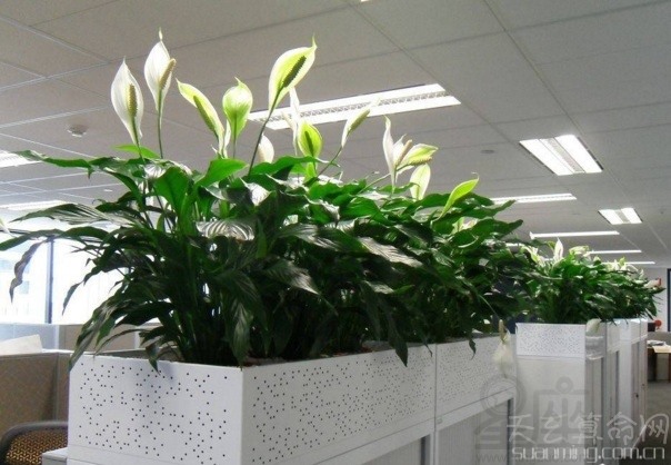 慈世堂：办公室植物摆放风水讲究有哪些呢？