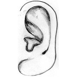 生活态度左右耳朵不对称的面相说法是什么？