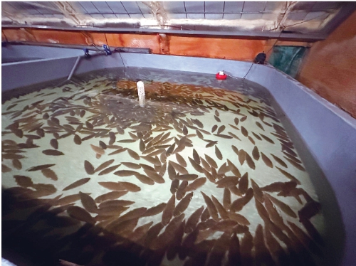 鳎目鱼养殖环境实现全天候自动监测