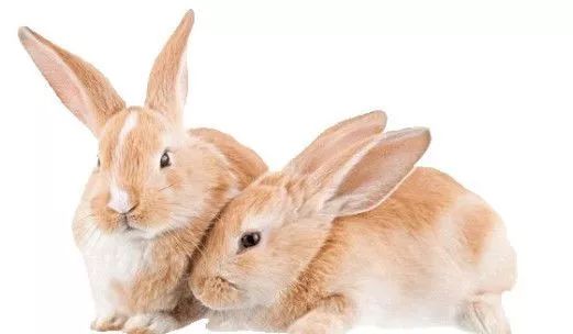 属兔的属相婚配表，看看你是哪种？