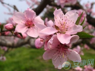 “桃花运”与四季的关系，你知道吗？