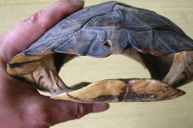 龟甲风水堂:龟甲占卜是如何操作的?