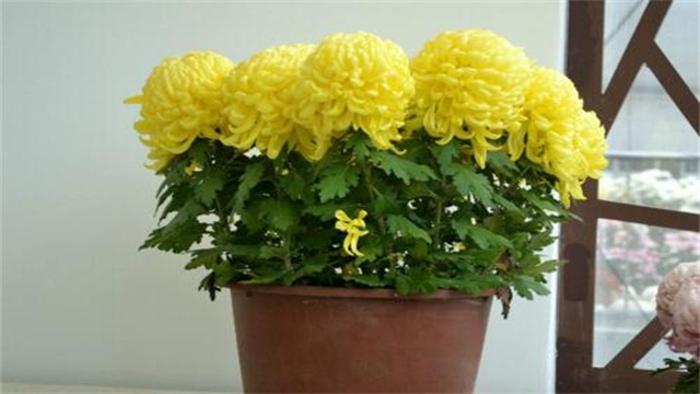 家居风水植物有哪些菊花：适合放在家中功效和摆放