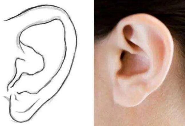面相大全之耳相解析,什么样的耳朵面相最好