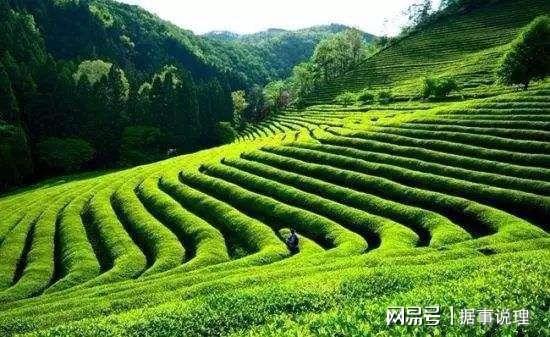 中国人的茶文化，孕育出中国茶道精神！！