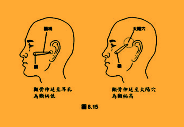 脸颊左右两边的突出的部位称为颧骨。西医解剖学这样介绍