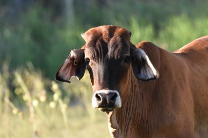 属牛的在2021年本命年过生日有什么讲究