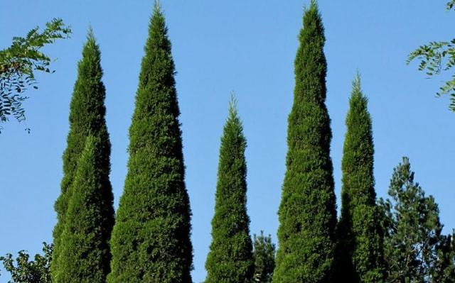 不适合在家里种植的树木有哪些原因和养护建议